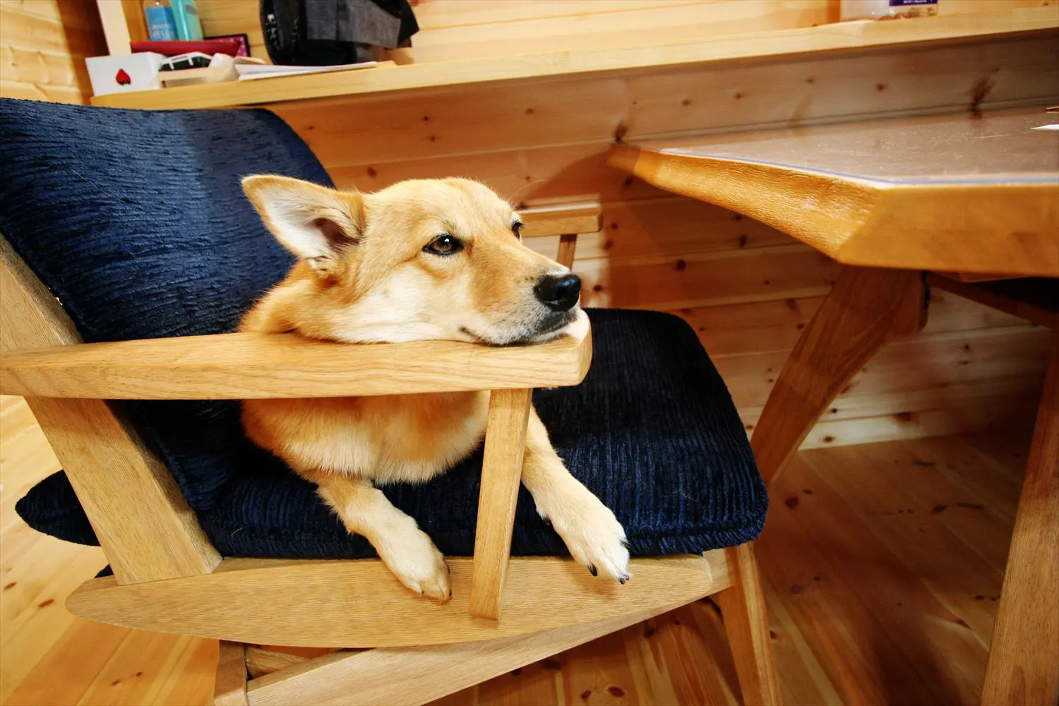 犬といっしょに暮らす無垢材を使った住宅 ログハウスのような木の家を低価格で建てるならエイ ワン