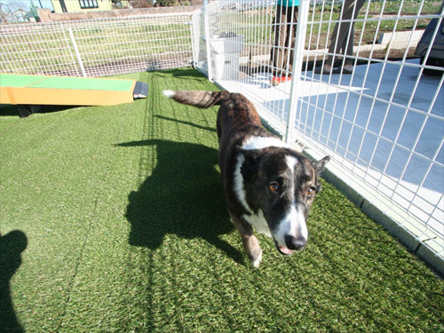 ドッグラン付平屋と犬|渋川市の注文住宅,ログハウスのような木の家を低価格で建てるならエイ・ワン