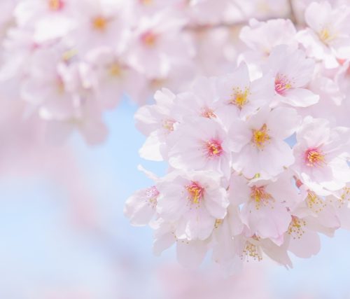 満開の桜と青空