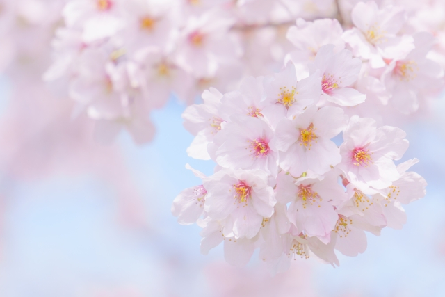 満開の桜と青空