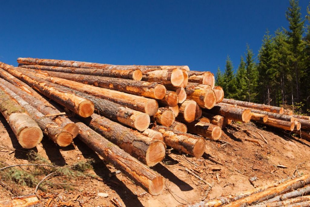 ログハウスを安く建てるなら、木材単価の安いスギの木などを利用する