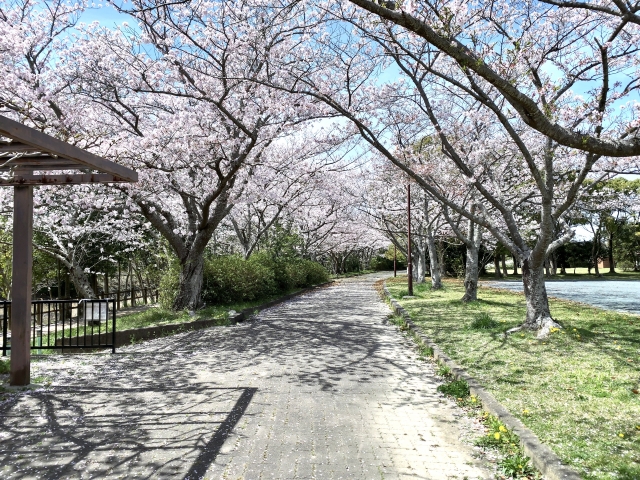 桜のトンネル