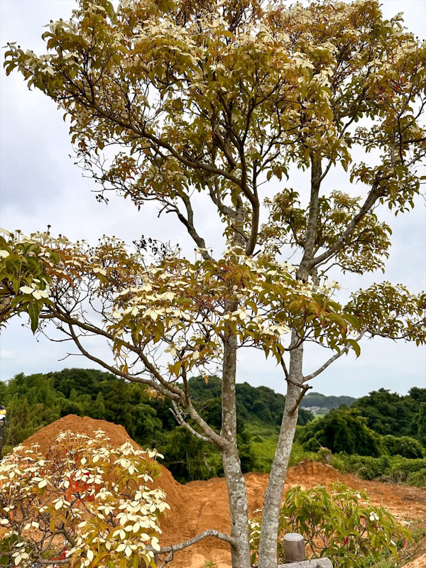 常緑ヤマボウシ