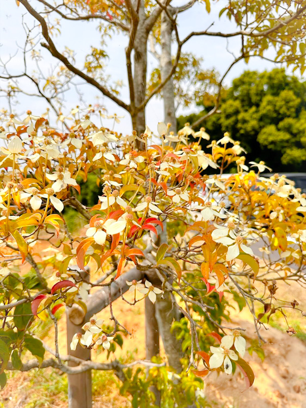 常緑ヤマボウシの花