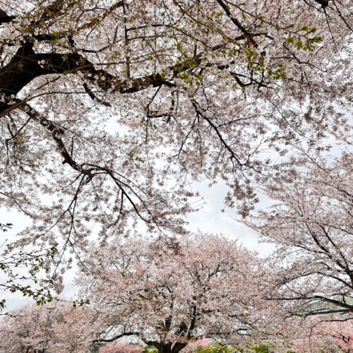 学園の杜公園の桜｜茨城県つくば市