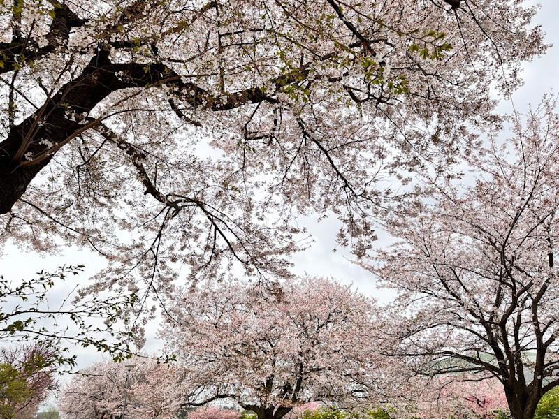 学園の杜公園の桜｜茨城県つくば市