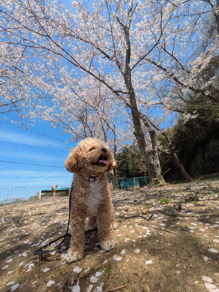 行方市玉造運動場の桜|茨城県行方市